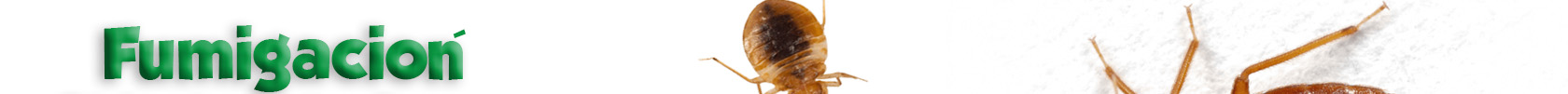 Fumigaciones de Chinches