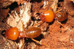 Fumigaciones Profesionales